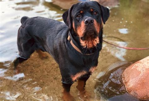 German Rottweiler And American Rottweiler What Is The Difference