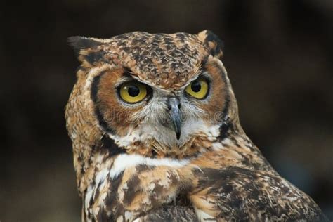 Hybrid African Spotted Eagle Owl X Gt Horned Owl Captive Bird Stock