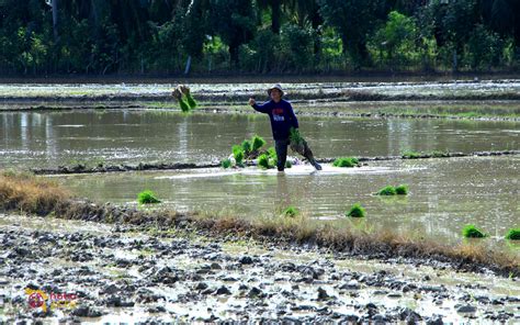 Distanbunak Aceh Tamiang Kejar Target 14 300 Hektare Tanam Padi