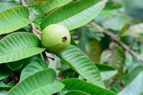 8 Manfaat Jambu Biji Untuk Kesehatan Bisa Jadi Diare Hingga Kolesterol Akurat Jakarta