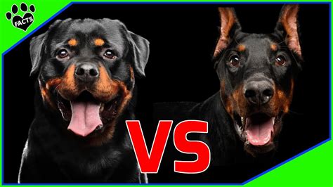 Doberman Vs Rottweiler Fight