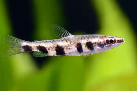 Barred Pencilfish - Aquatics World