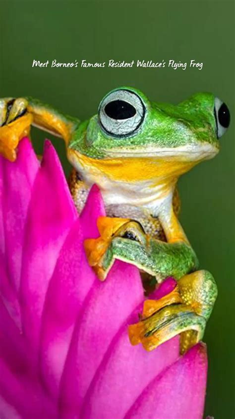 Wallace’s flying frog – Artofit