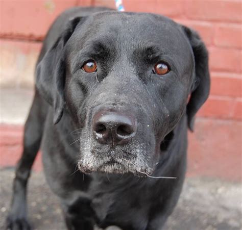 Black Lab Puppies For Adoption In Nj - Puddingtocome