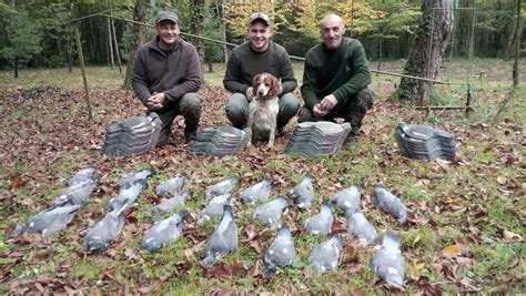 Chasse Du Pigeon Ramier Dans Les Hauts De France T L Loisirs