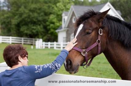 Horse Training Tips For Beginners - Passionate Horsemanship