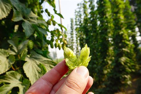 Fresh Hops Vs Wet Hops — New School Beer Cider