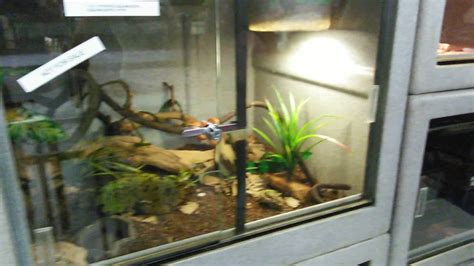 Big Ass Snake YouTube