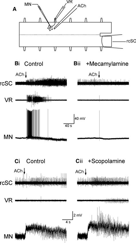 Response To Local Acetylcholine Ach Application A Schematic Diagram Download Scientific