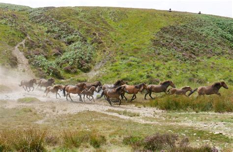 Britain's largest wild pony herd stampedes across a moorland