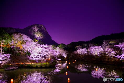 夜桜ライトアップ By Shin Sun （id：7638551） 写真共有サイト Photohito