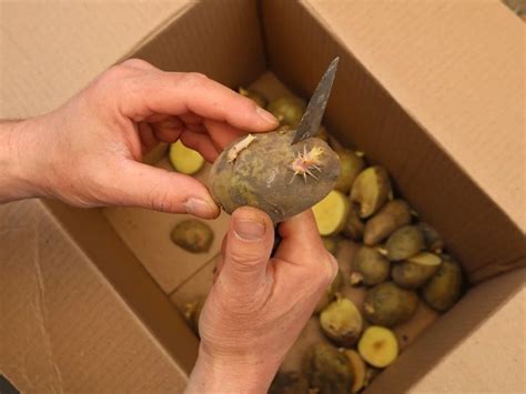 Gekeimte Kartoffeln Essen Oder Wegwerfen Alles Was Sie Wissen M Ssen