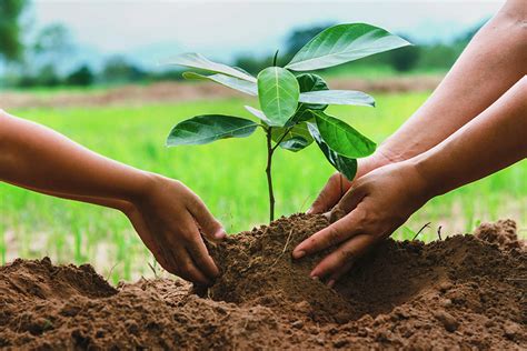 Tree Planting Marriage Ceremony Script - Universal Life Church