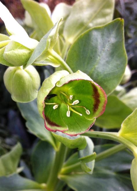 Helleborus Foetidus Stinking Hellebore From Colesville Nursery