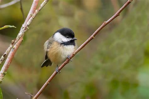 Black Capped Chickadee Tony Spane Flickr