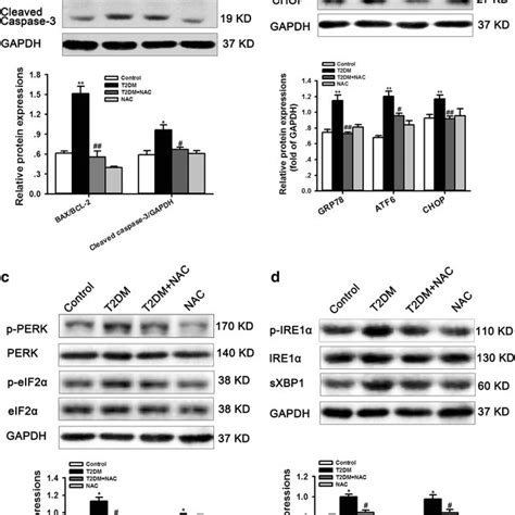 Dht Inhibited Lps Induced Ros H O And O Bullet Production