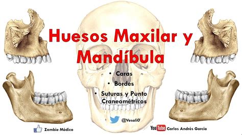 Anatom A Huesos Maxilar Y Mandibula Caras Bordes Inserciones