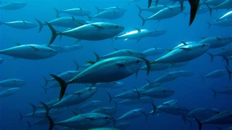 Cu L Es La Diferencia Entre Pescado Azul Y Blanco Arroyabe