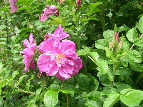 rugosa rose – CapeMay.com Blog