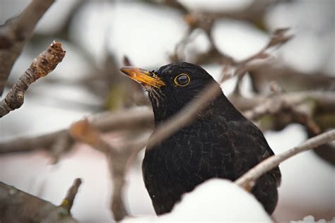 De Leukste Gedichten And Quotes Over Met Pensioen Gaan Paradijsvogels