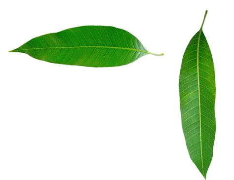 Mango Leaf Png Transparent Images Free Download Png Images For