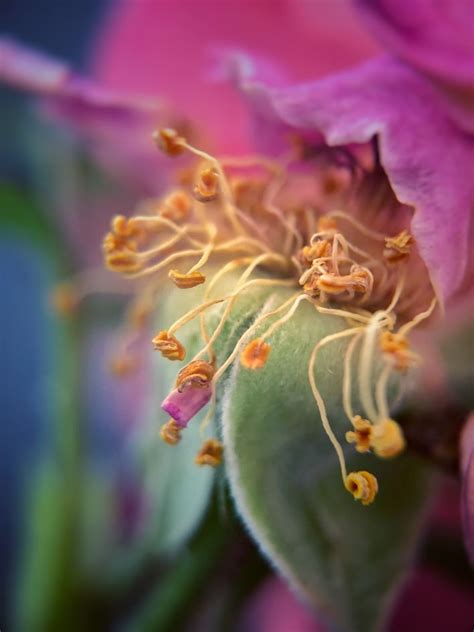 Macro photography flowers – Artofit