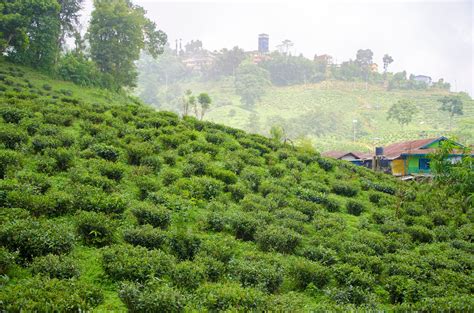 Nepali Tea Gets New Trademark | World Tea News