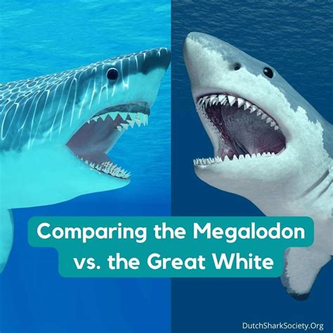 Megalodon vs. Great White Shark Comparison - Dutch Shark Society