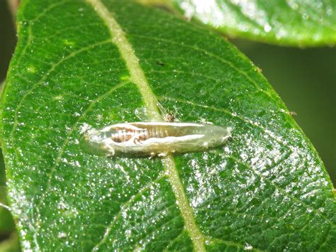 Episyrphus Balteatus Larva Marmalade Hoverfly Syrphidae Flickr