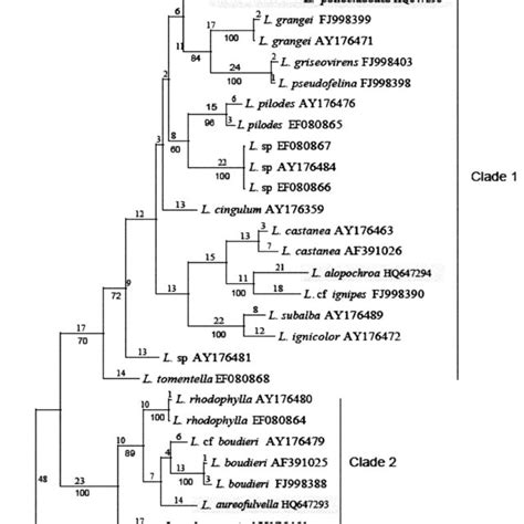 Phylogenetic Relationships Of Lepiota Section Stenosporae Based On A