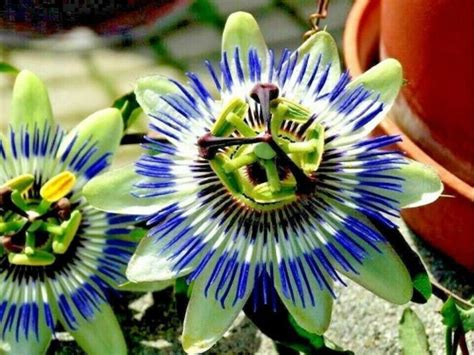 Blue Crown Passion Flower Vine Passiflora Caerulea Seeds Etsy