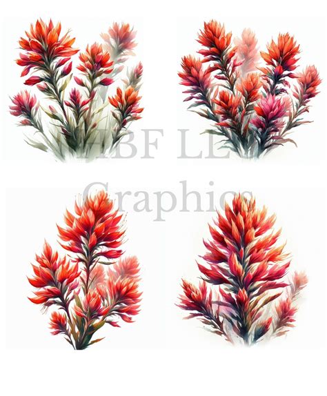 Wyoming State Flower Indian Paintbrush Watercolor Flowers Png Graphic