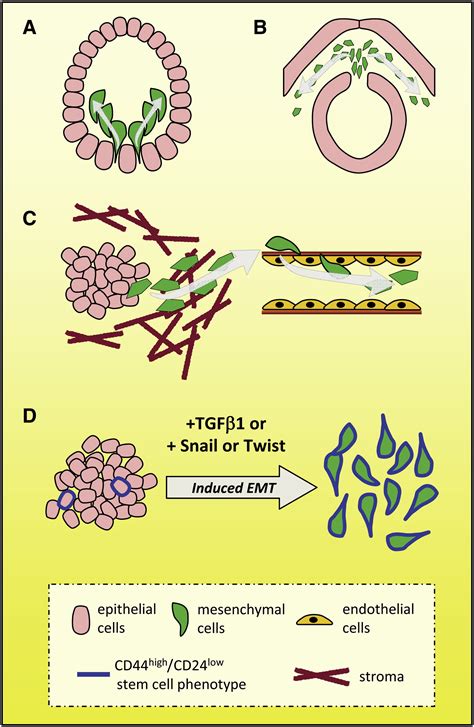 Epithelial Mesenchymal Transition And The Stem Cell Phenotype Cell