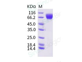 Human Gpnmb Osteoactivin Protein Ecd His Tag Scientist