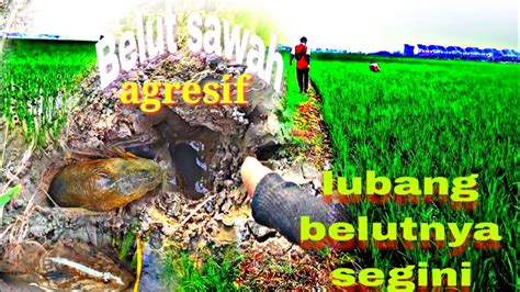 Terbukti Ngurek Urek Belut Di Sawah Di Saat Airnya Surut Mudah Dan