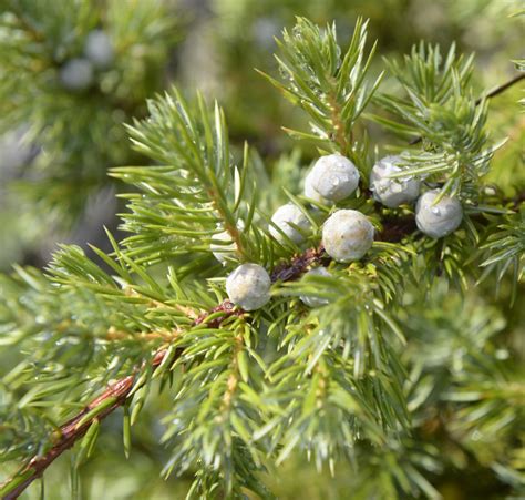 Versatile Varied Junipers Come In All Shapes And Sizes Otago Daily