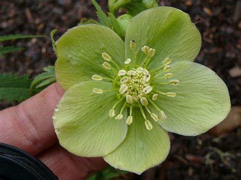 Green Flowered Hellebores | Deborah Silver & Co.