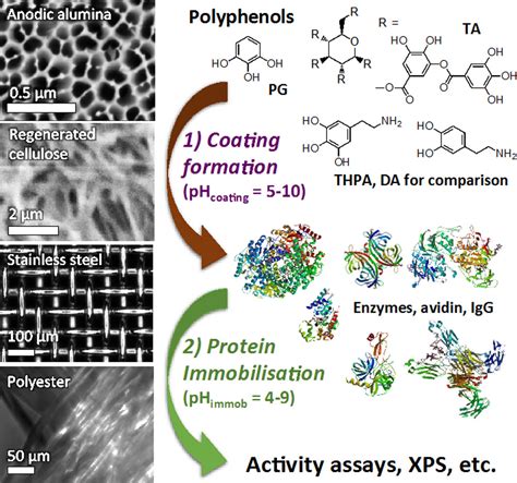 Highly Active Protein Surfaces Enabled By Plant Based Polyphenol