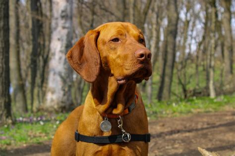 A Complete Guide To Vizsla History Characteristics And Care