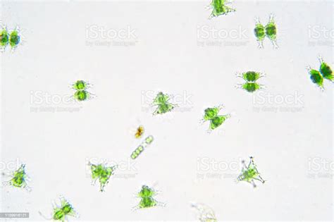 Freshwater Aquatic Plankton Under Microscope View In Laboratory Stock