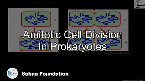 Amitotic Cell Division In Prokaryotes Biology Lecture Sabaqpk Youtube