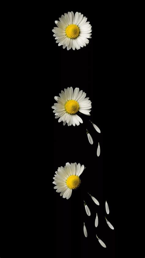 White Dasies, black, black and white, creative, daisy, flower, flowers ...