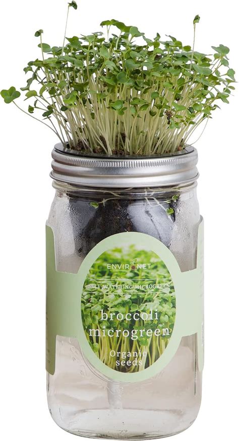 Hydroponic Microgreens Growing Kit Self Watering Mason Jar Broccoli