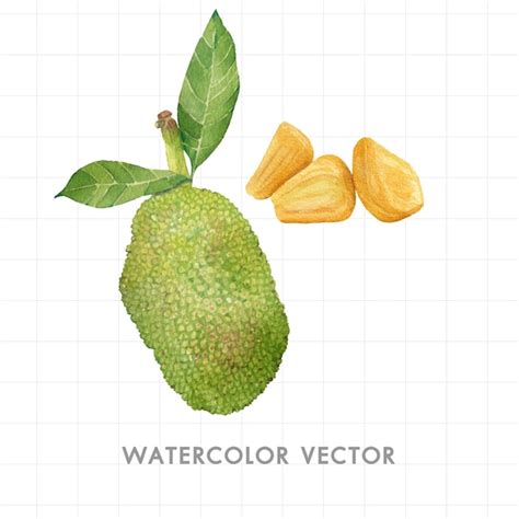 Fruta Pintada En Acuarela Vector Premium