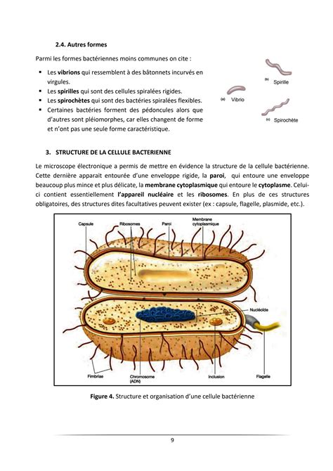 SOLUTION Chapitre 2 Morphologie Et Structure De La Cellule Bact Rienne