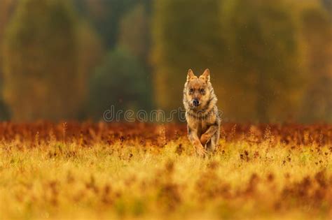 Eurasian Wolf Canis Lupus Lupus In The Autumn Meadow Stock Photo