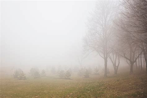 Premium Photo View At Trees In The Foggy Winter Day