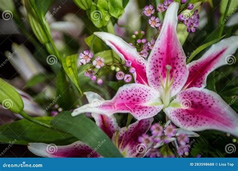 Bouquet Stargazer Lily Flower Stock Photo - Image of nature, valentines: 283598688