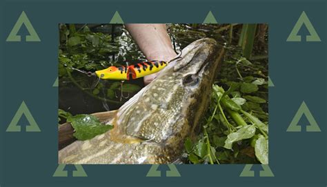 How to catch pike with lures - everything you need to know | Advnture