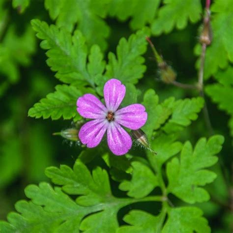 Geranium Herbe Robert Geranium Robertianum Graines Alsagarden